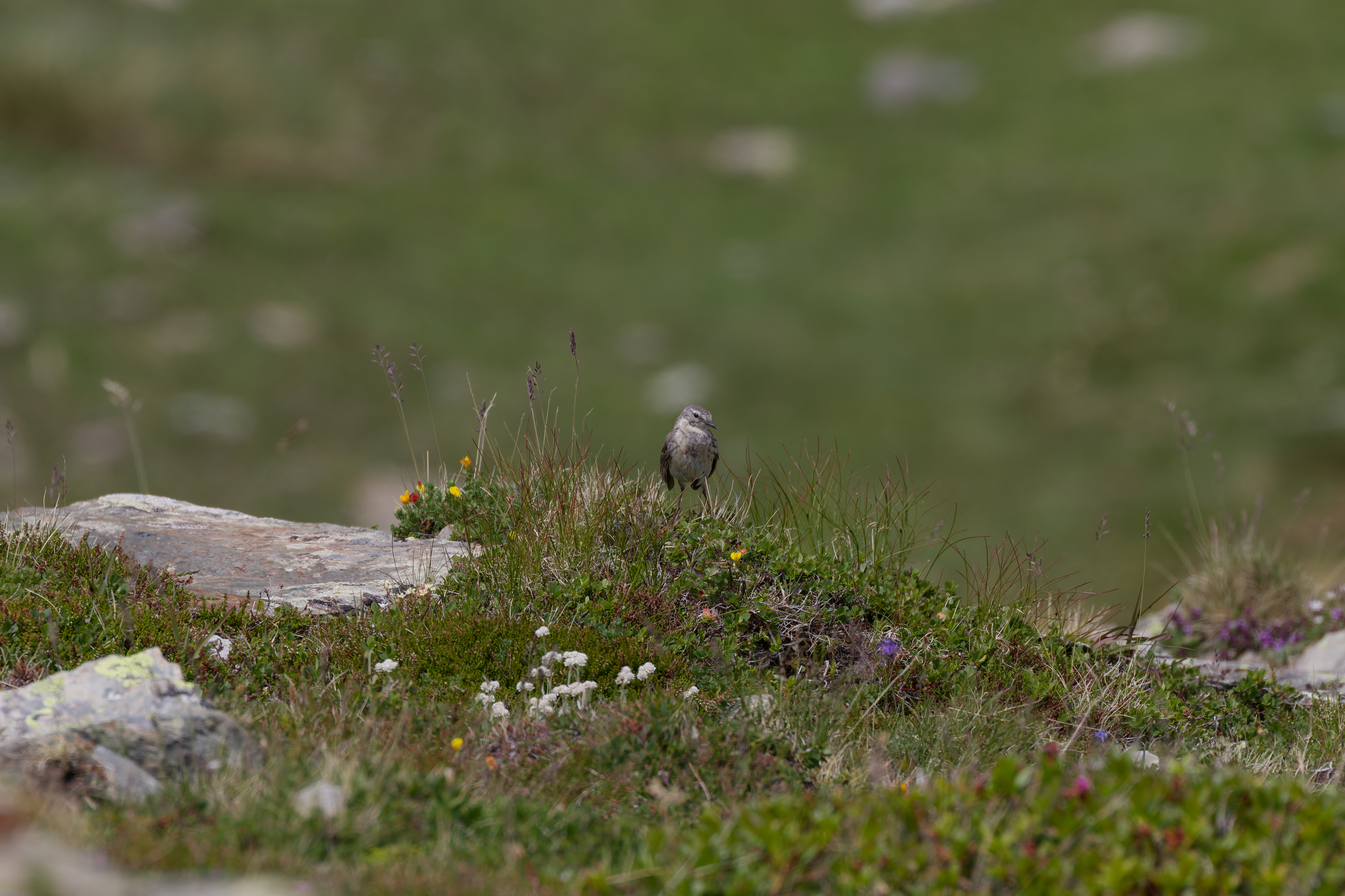 Miniature